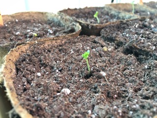 20170325BSprout